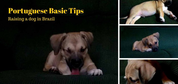 Brazilian dogs - Raising a dog in Brazil